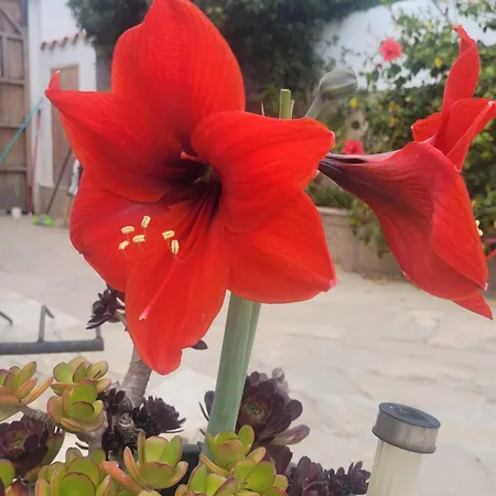 Farm stay La Llar De Laura 2 Amposta